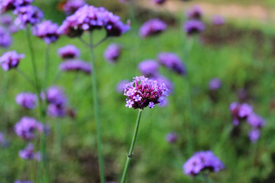 Purple flowers flower refreshing