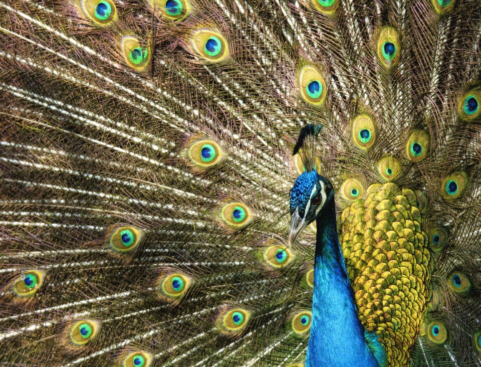 Colorful bird tail
