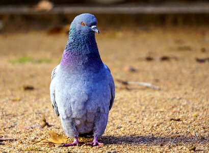 Columbidae wild life pen photo