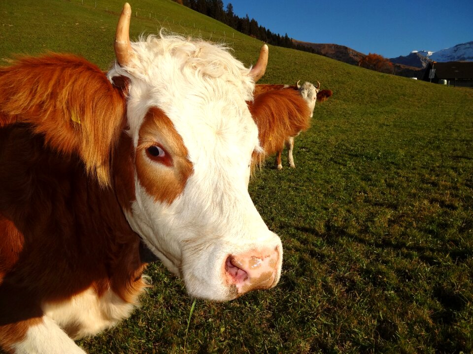 Bernese oberland horn alpine