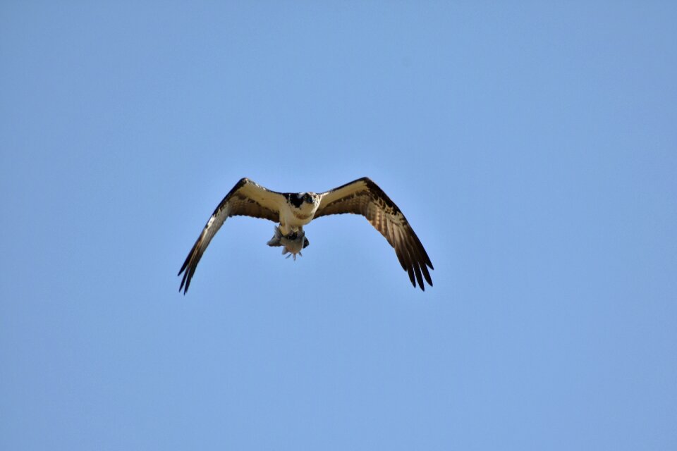 Wild birds raptor osprey