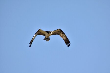 Wild birds raptor osprey photo