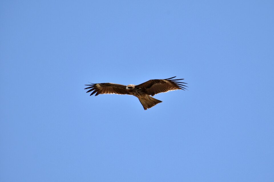 Wild birds raptor video
