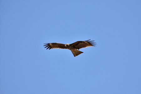 Wild birds raptor video