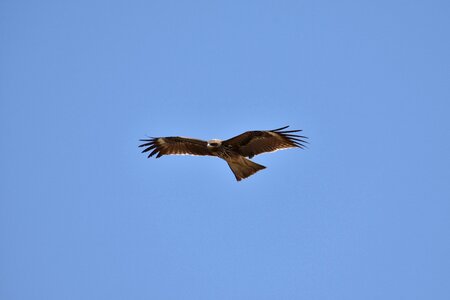 Wild birds raptor video photo