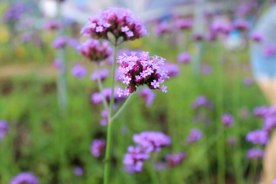 Nature flower garden refreshing