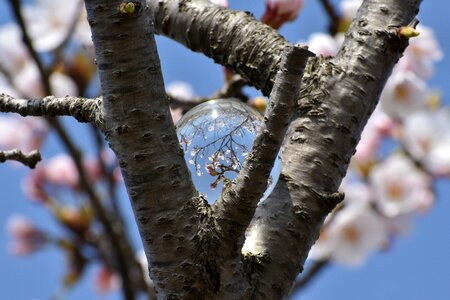 Wood cherry tree flowers photo