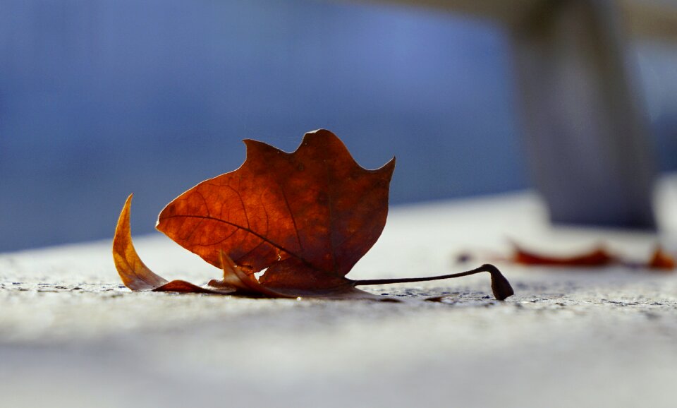 Leaf outdoors season