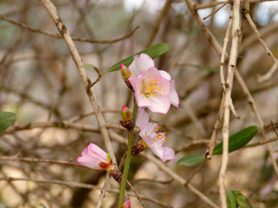 Tree branch almonds photo