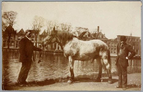 Eilandswal ca1900 photo