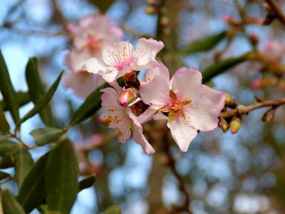Tree nature almonds