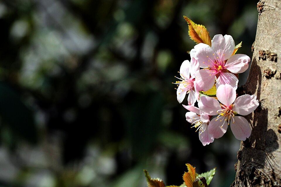 Leaf garden cherry blossoms
