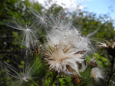 Seeds macro nature
