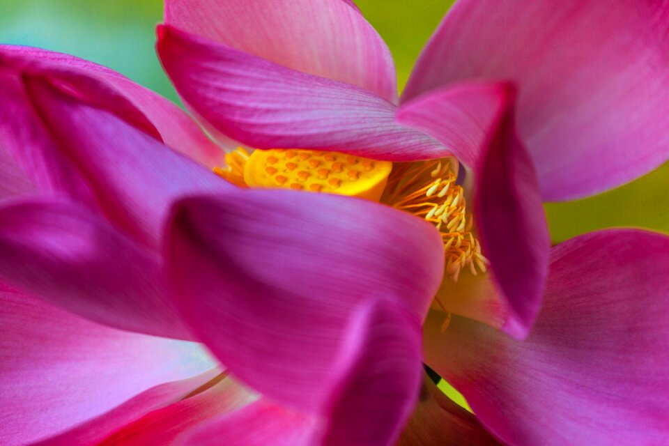 The beauty nature blooming