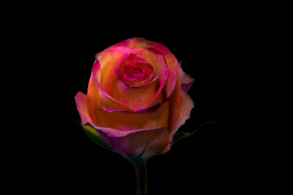 Romance love color