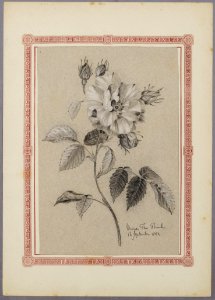 Album Amicorum