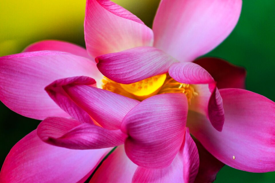 The beauty nature blooming
