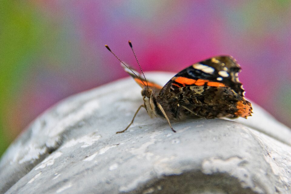 Butterfly summer animal