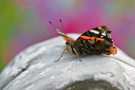 Butterfly summer animal photo