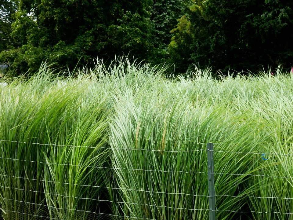 Halme blade of grass nature