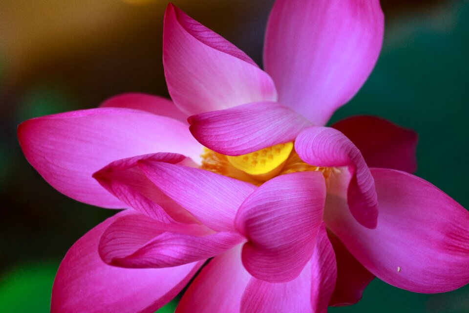 The beauty nature blooming
