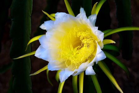 Page gold cactus