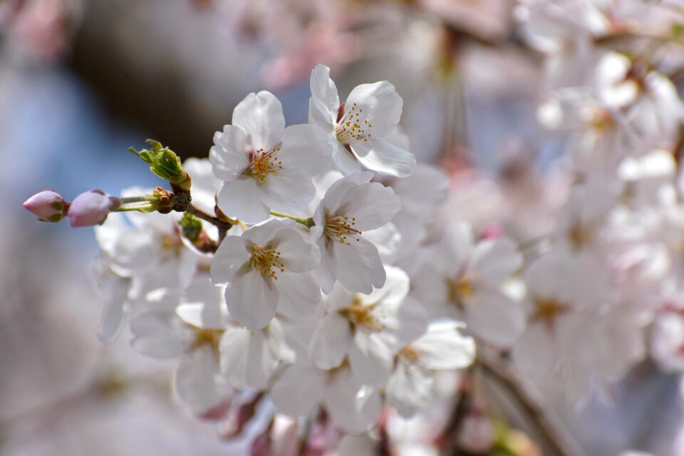 Flowers cherry blossoms petal