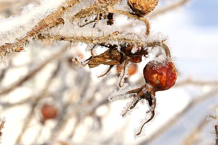 Frost winter brown rose