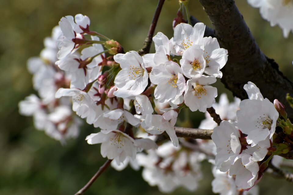 Wood flowers cherry blossoms