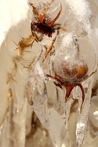 Winter frost closeup photo