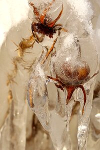 Winter frost closeup