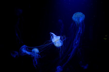 Ocean underwater dark photo