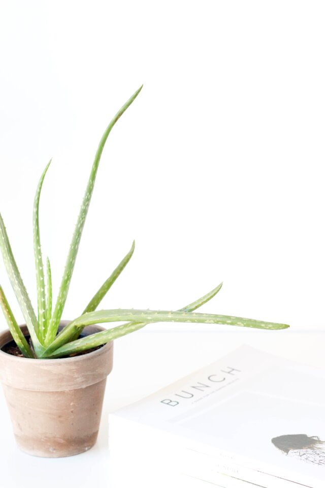 Plant flowerpot books