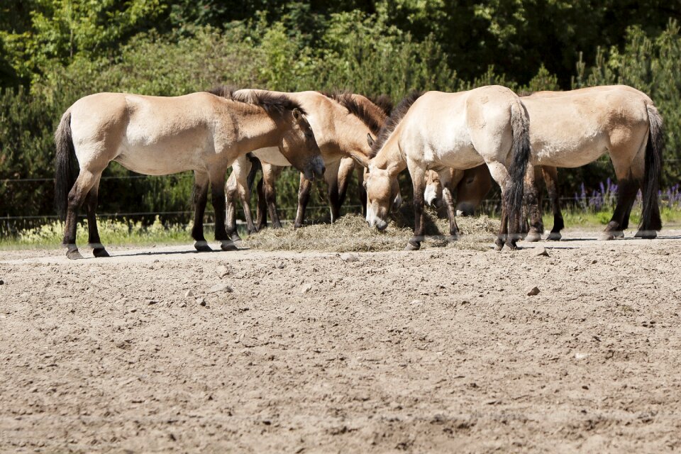 Berlin animal park berlin horses