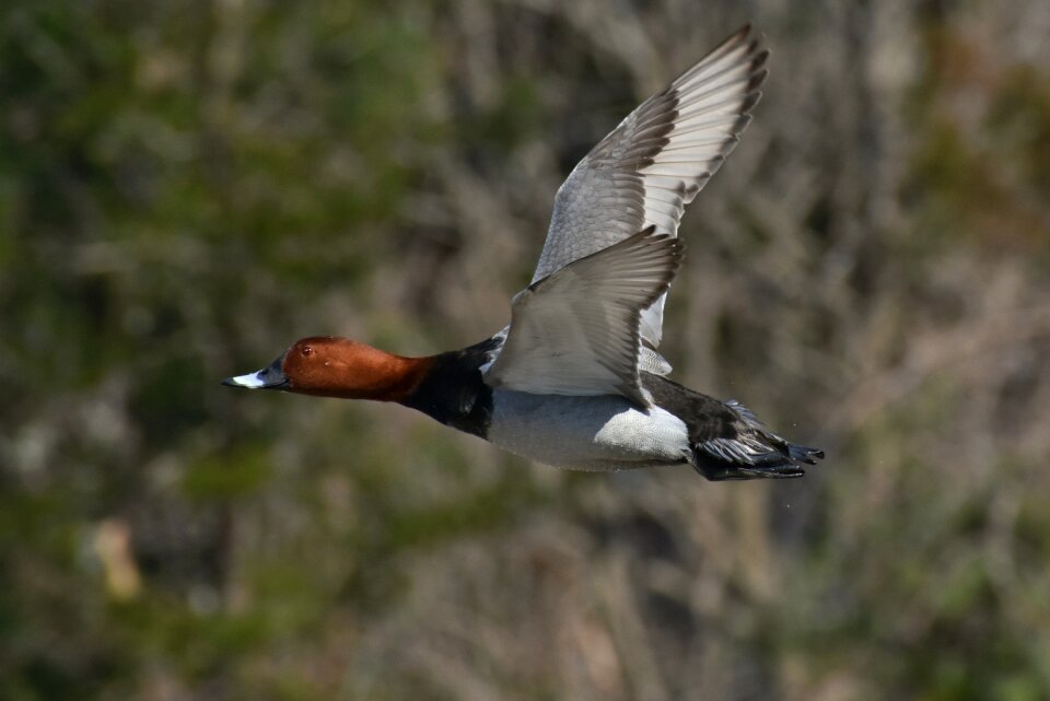 Wild birds waterfowl duck photo