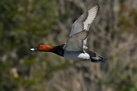 Wild birds waterfowl duck