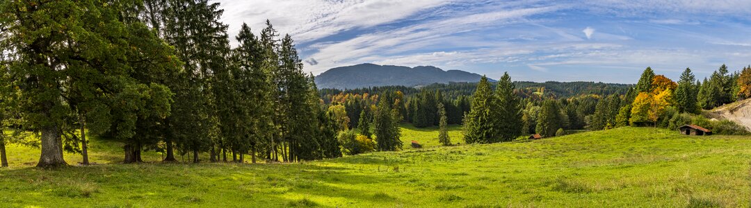 Nature summer panorama