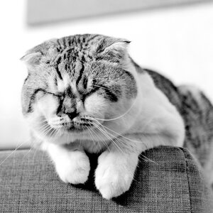 Cat cute black and white photo