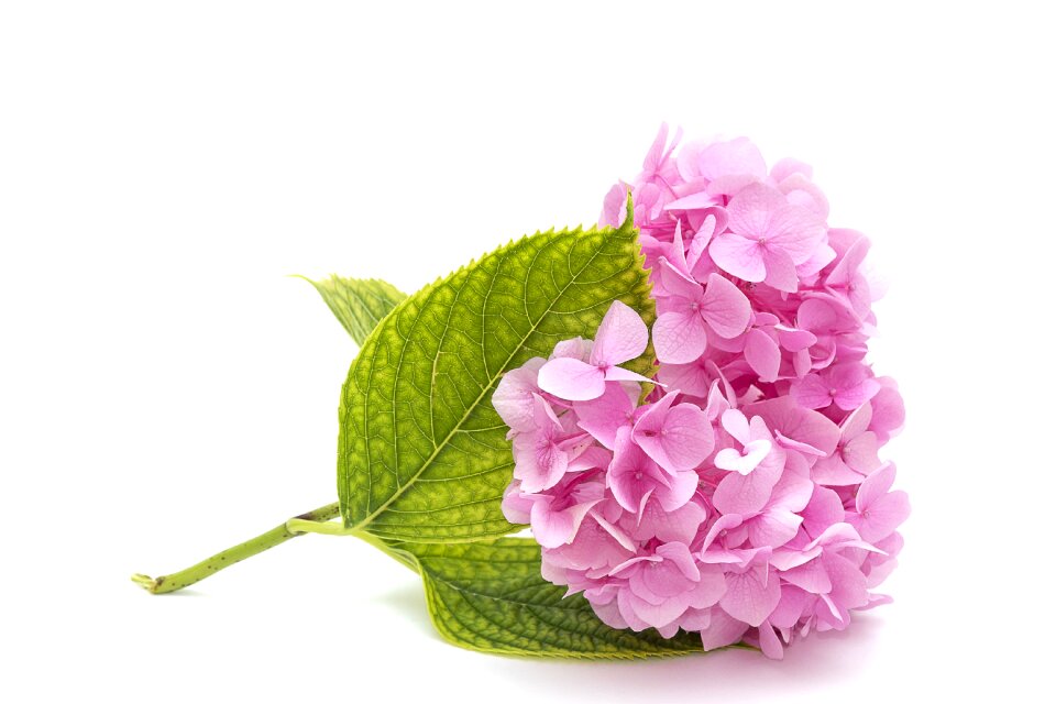 Nature flower closeup