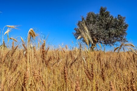 Field straw spring