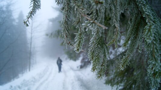 Forest snow slovakia