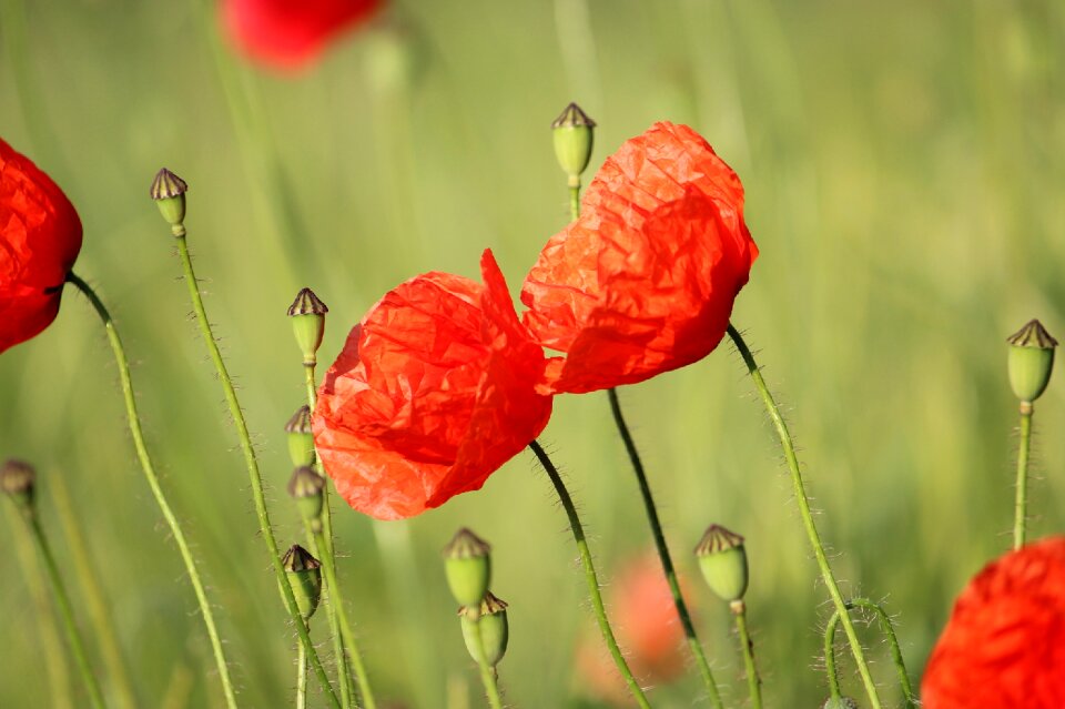 Klatschmohn poppy flower