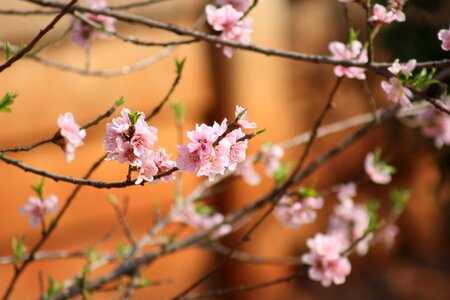 Spring pink nature photo