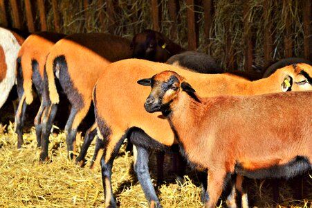 Flock of sheep animal schäfchen
