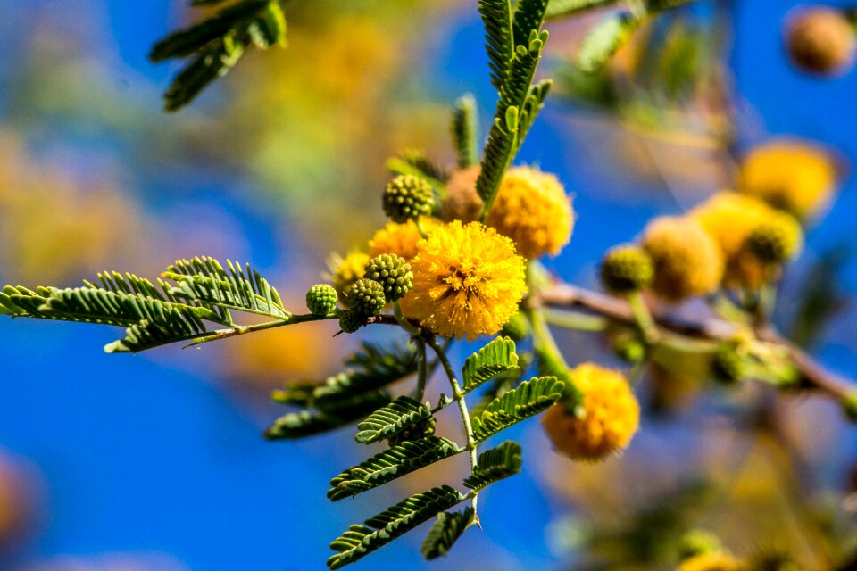Flower nature branch
