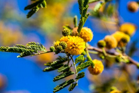Flower nature branch