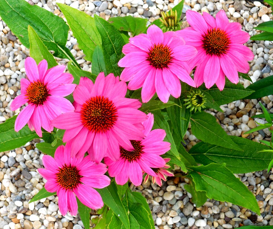 Echinacea plant flowers