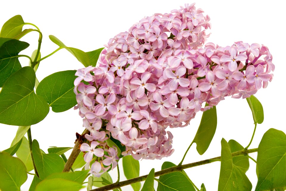 Nature leaf floral