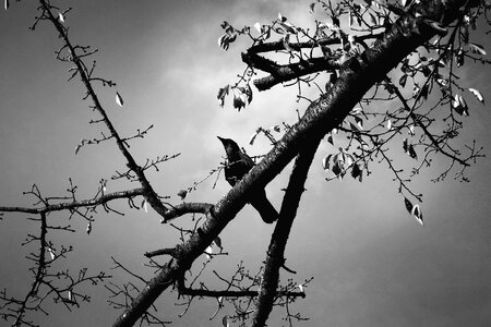 Branch sitting bird bird on branch