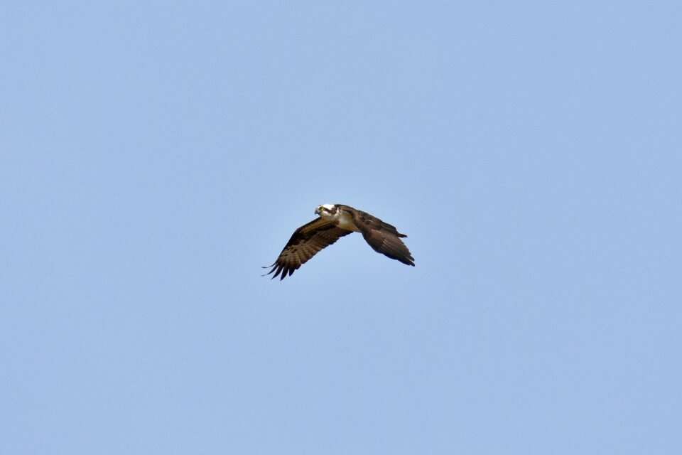 Wild birds account osprey